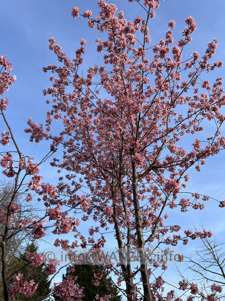 Prunus incisa Paean 03.jpg